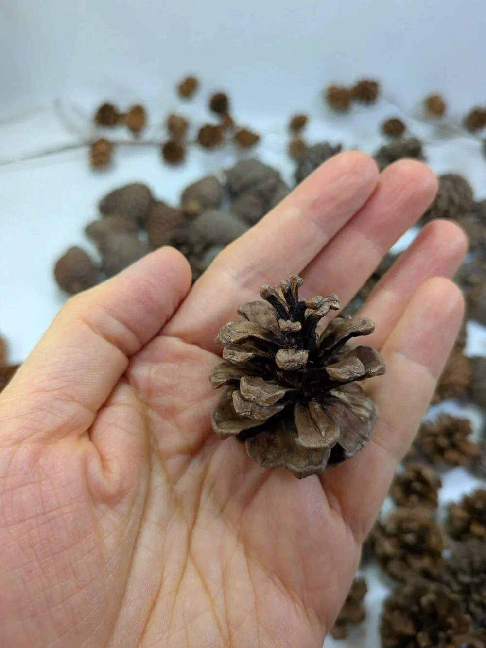 Huge 130+ Pc Botanical Craft Supply Lot Sweetgum Lotus Pods Acorns Pinecones